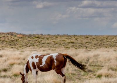 Wild horse feeding on grassy plain